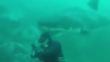 Μεγάλος λευκός καρχαρίας χτυπά το κεφάλι ενός δύτη