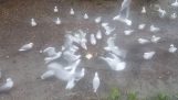 Seagulls vastaan ​​leipäviipale