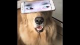 Hunden med menneskelige øjne