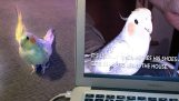Papagáj, ktorý napodobňuje zvonenie, reaguje vo svojom videu