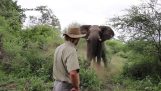 Темпер реакција да нападне слона