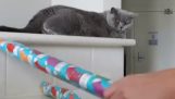 Как да приключи котка в кутия за подарък