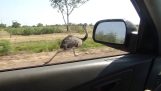 Um corredor da avestruz em 50 kmh