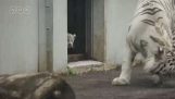A little tiger scares her mom