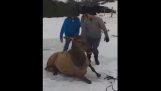 Reindeer de salvare dintr-un lac înghețat