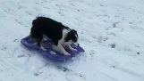 A dog playing alone with the sledge