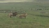 Собака нападає на левів