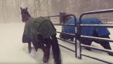 Pferde gegen Schnee