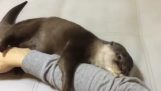 Der Otter will eine Umarmung