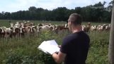 Μελωδικό κάλεσμα στις αγελάδες