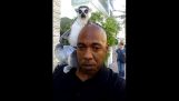 Lemurer hoppa