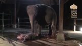 Slon se snaží dát život do malé po porodu