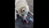 Die gestreckter Zunge des Hundes auf ein Eisbrunnen
