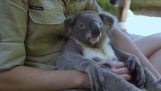 Le monde koala plus détendu