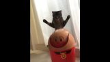Cat vs. dustbin