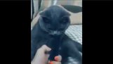 Cum pisicile reactioneaza la sunetul unui pieptene;