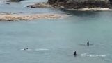 Dvě Kosatky Velryby projíždějící nedaleko dvě malé děti, plavání