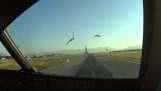 着陸時の鳥を打つエアバスA320プレーン