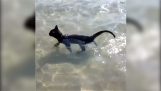 Έχετε ξαναδεί γάτα να κολυμπάει στη θάλασσα;