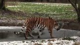 Μια τίγρης πάνω στον πάγο