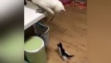 Katten leker med en kattunge