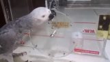 Un papagal foarte inteligent