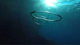 Two bubbles-rings collide under water