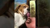 Al tirar de la lengua de un perro durmiendo