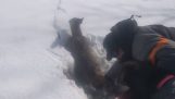 एक हिरण बर्फ में फंस की मदद करना
