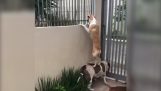 Σκύλος βοηθά τον φίλο του να κοιτάξει πάνω από το φράχτη