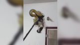 En python gemte sig i væggen af ​​huset