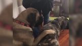 Ein Hund lernt, dass sein Bruder sitzt