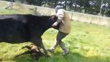 Μια αγελάδα εκνευρίζεται όταν αγγίζουν το μοσχάρι της