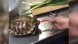 Żółw próbuje papryce
