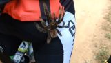 Tarantula klettert auf den Fuß eines Radfahrers