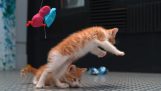 Kittens in slow motion