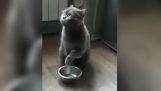 This bowl is empty
