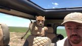 Un ghepard sare într-o mașină (Serengeti)