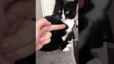 Μην κάνεις χειρονομίες σε μια γάτα