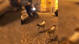 Kun kaksi koiraa katsomassa skootteri