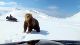 To menn snøscooter sparket en bjørn fra deres leir (Russland)