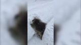 Aiuta un riccio bloccato nella neve