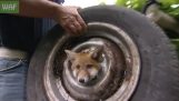 Βοήθεια σε μια αλεπού που κόλλησε σε ένα τροχό αυτοκινήτου