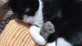 Um hamster dorme nos braços de um gato