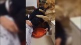 Koira huolehtii sairas pomo