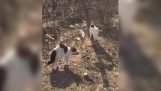 Cats attack dog (China)