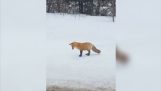 Fox chytá myši ve sněhu