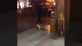 Μια γάτα προπονείται στο moonwalking