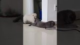 Ο σκύλος δαγκώνει την ουρά της γάτας