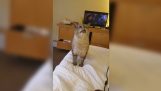 Velká kočka kýchání